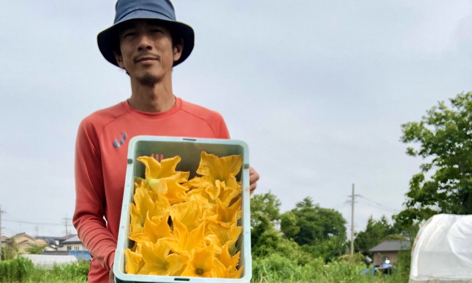 花ズッキーニの食べ方